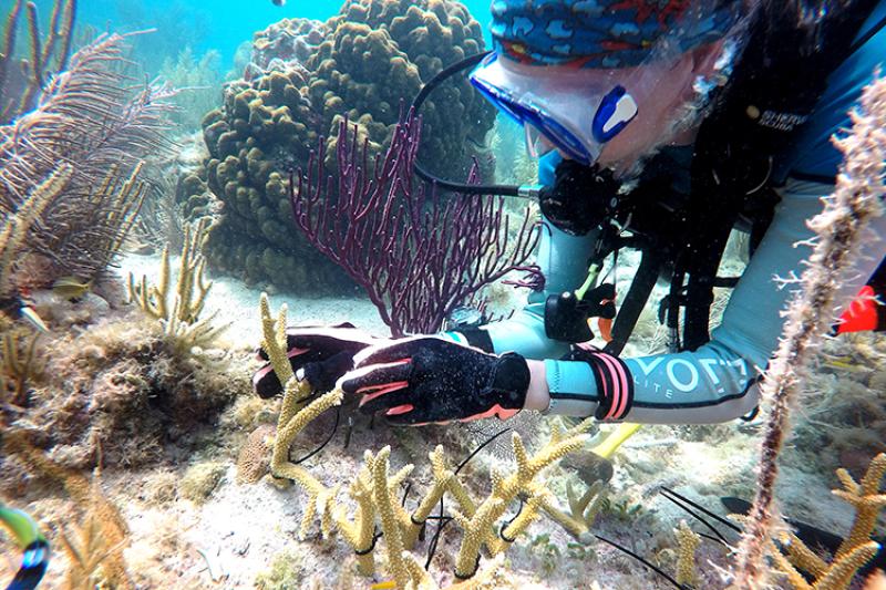 Transplanting corals from aquarium nursery to site in the Florida Keys. 