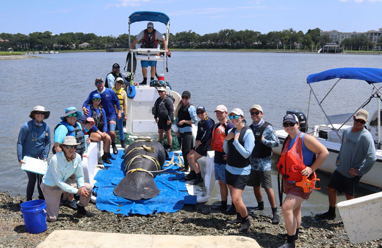 Scientists conduct a manatee health assessment along Hilton Head Island, South Carolina, August 2024.