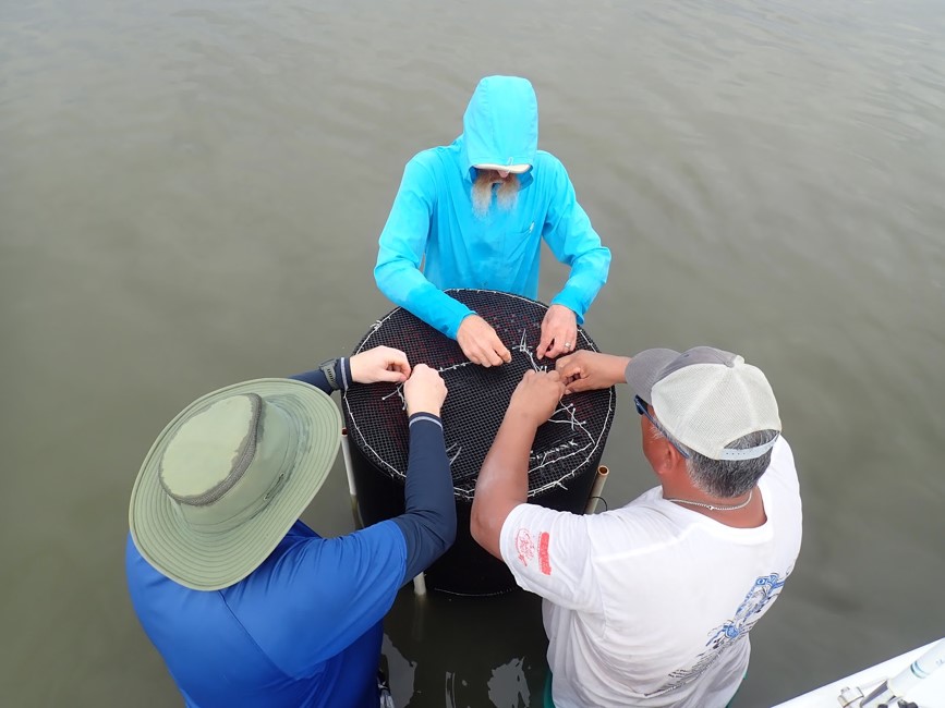 Three people in water tend to a mesocosm