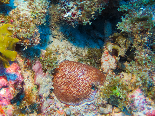 Blushing Star Coral from Deeper Reefs May Help Replenish Shallow Reefs in the Florida Keys