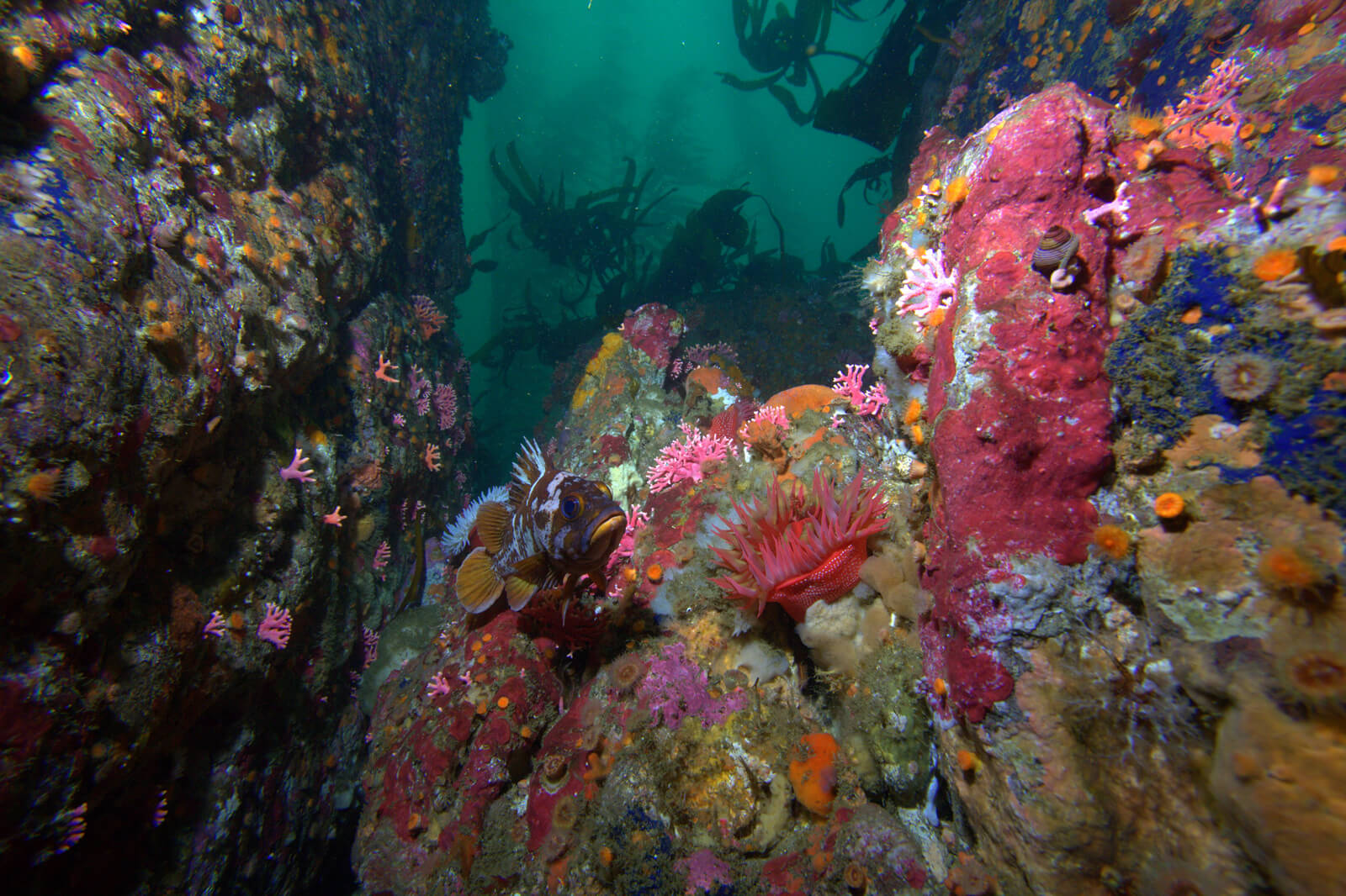 Fish swimming in a colorful coral ecosystem