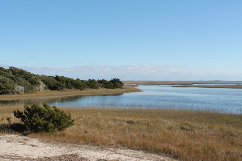 marshy shoreline