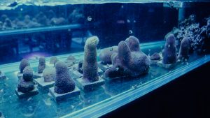 Coral fragments in a tank