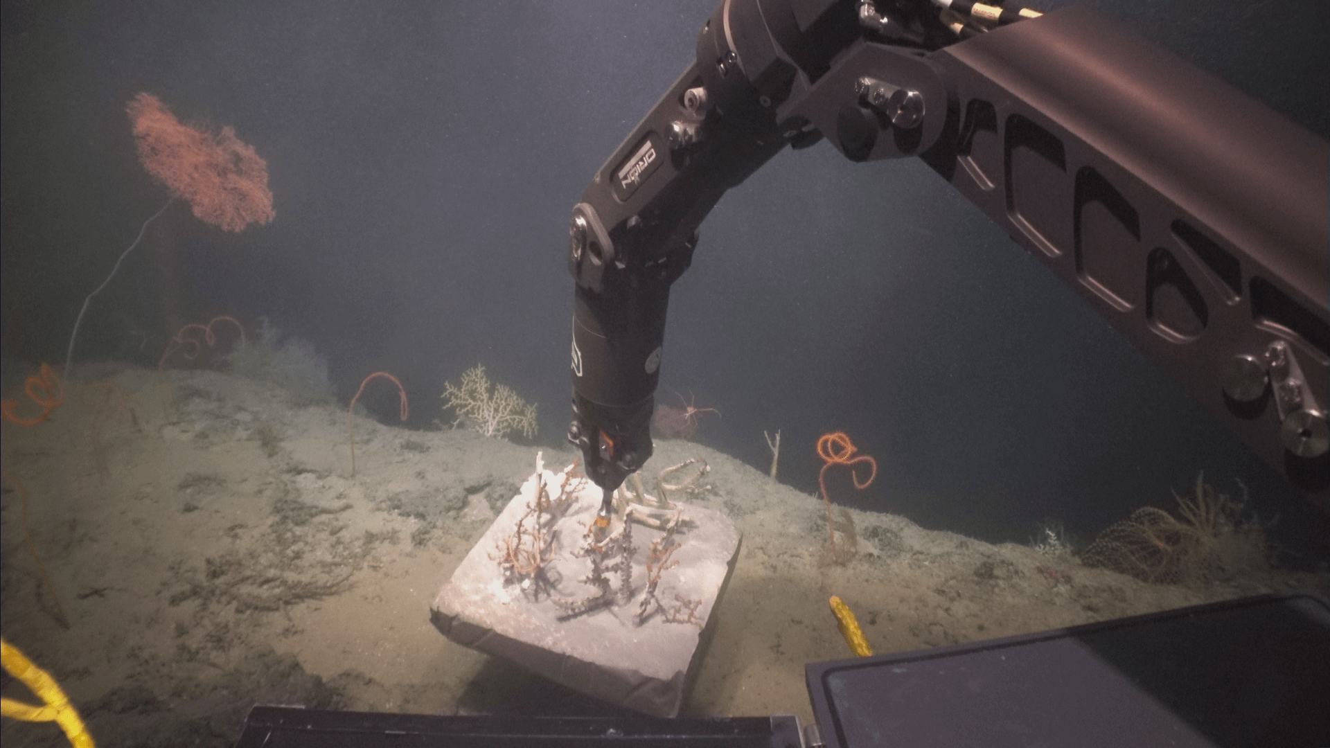 Diving into Deep Coral Propagation