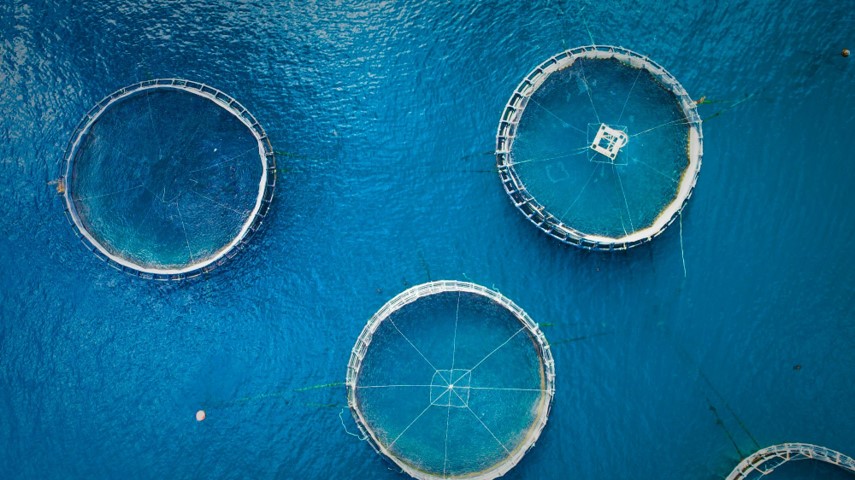 Aerial view of aquaculture pens used for raising fish.