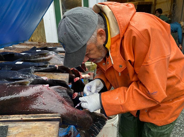 Researcher leans over a table of salmon drawing blood from a Chinook salmon 