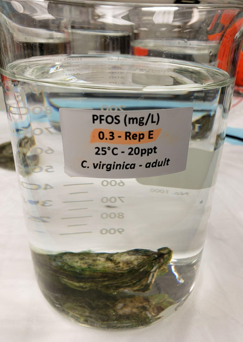 Adult oyster exposed to PFOS in seawater to research its ability to uptake the chemical from the water column.