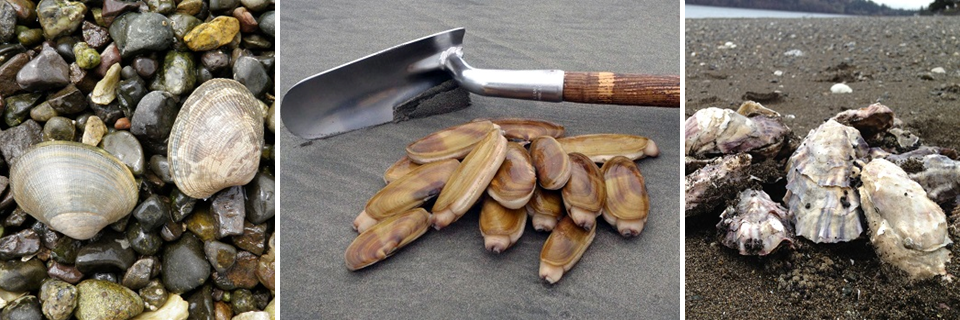 Manila clams (left), razor clams (center), and oysters (right) will be evaluated using the receptor binding assay for paralytic shellfish toxins as part of this study.