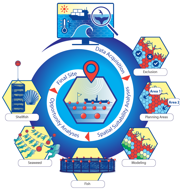 A circular infographic illustrating the marine spatial planning (MSP) process for site selection and analysis. At the center, a final site is marked with a red location pin, surrounded by arrows indicating different phases: 'Data Acquisition,' 'Spatial Suitability Analyses,' and 'Opportunity Analyses.' At the top, an illustration of data acquisition includes satellite and oceanographic monitoring elements, such as temperature, currents, and vessel activity. Surrounding the central site, six hexagonal icons represent key components of the analysis: 'Exclusion' (depicting areas unsuitable for use), 'Planting Areas' (showing designated zones labeled as Area 1 and Area 2), 'Modeling' (illustrating ecosystem and environmental impact simulations), 'Fish' (representing aquaculture cages in the ocean), 'Seaweed' (depicting a seaweed farm setup), 'Shellfish' (illustrating shellfish farming structures). The design emphasizes the multi-step approach of site selection for marine resource use, integrating environmental, spatial, and ecological considerations