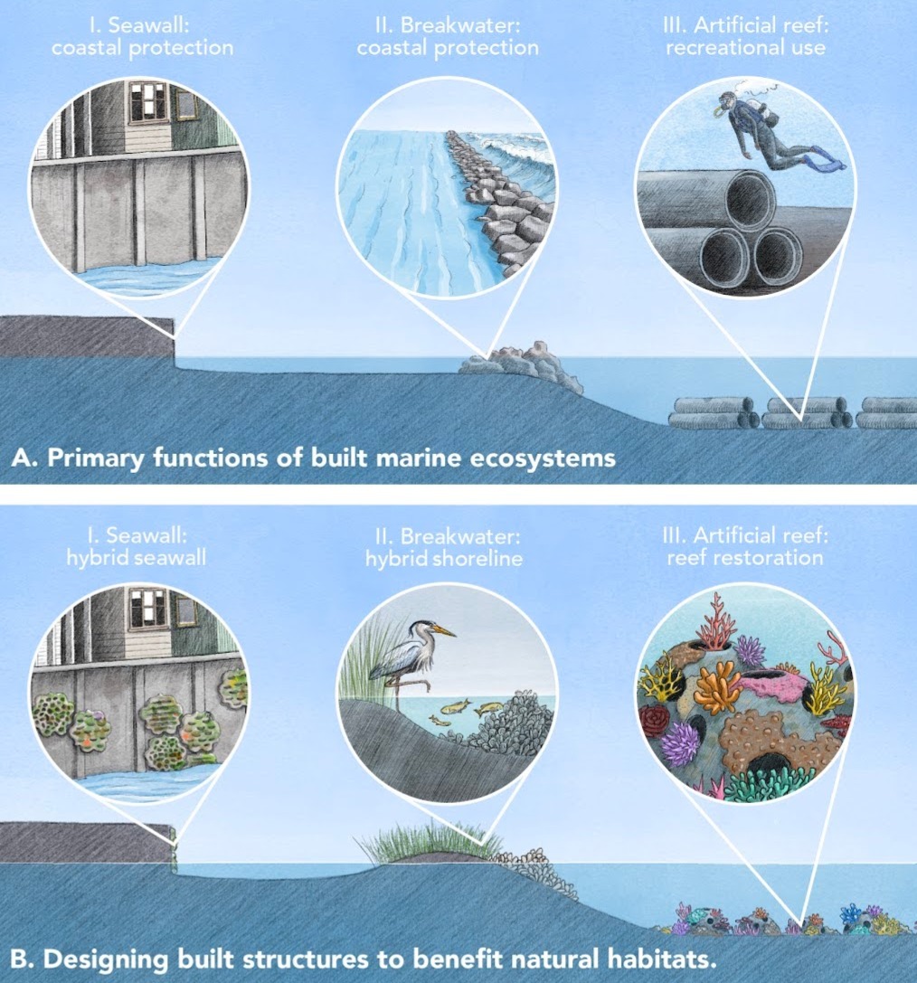 An infographic illustrating the functions of built marine ecosystems and how they can be designed to benefit natural habitats.The top section (A) titled 'Primary functions of built marine ecosystems' displays three types of structures:
Seawall providing coastal protection- with a zoomed in look at vertical concrete slabs going into the water
Breakwater offering coastal protection- with rocks stacked in the water going half way down a slope- the zoomed in picture shows the rocks stacked in a line going against the waves.
Artificial reef used for recreational diving. - with three piles of three concrete tubes and the zoomed in picture shows three of the tubes stacked like a pyramid with a scuba diver over them.
The bottom section (B) titled 'Designing built structures to benefit natural habitats' presents eco-friendly adaptations:
Seawall redesigned as a hybrid seawall with habitat features showing green, gray, and orange rounded flat coral like structures growing on the cement sea wall.
Breakwater modified into a hybrid shoreline with vegetation showing sea grass on the top of the slope and oyster shells starting halfway up the slope meeting the seagrass. The zoomed-in feature shows a water bird standing on top of the slope between the grass and oyster shell fixture with  three green fish in the water.
Artificial reef designed to support reef restoration shows lumps of colorful corals in piles. The zoomed in figure shows little mounds with multiple holes around it and colorful coral like structures on each mound. 
The infographic visually compares traditional marine infrastructure with environmentally enhanced designs that support biodiversity and ecosystem health.
