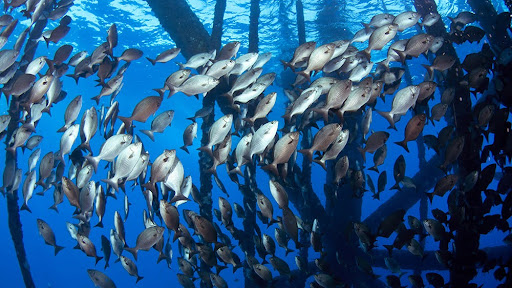 A large school of fish swimming around an underwater structure, an artificial reef, in clear blue water. The fish are densely packed and appear to be utilizing the structure for shelter and protection. Sunlight filters through the water, illuminating the scene and highlighting the intricate patterns of the fish as they move in unison. The submerged beams and supports of the structure create a complex habitat that enhances marine biodiversity.