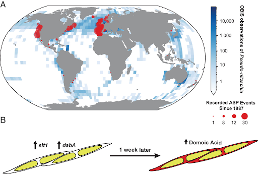  Global map shows observations of Pseudo-nitzschia in blue with recorded amnesic shellfish poisoning in red.