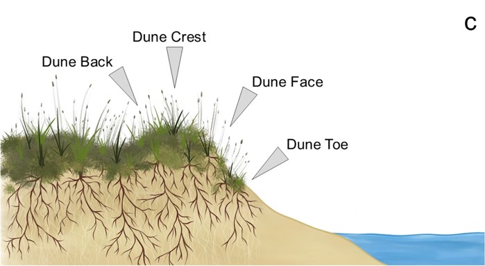 Drawing of a dune points out dune back, dune crest, dune face, and dune toe