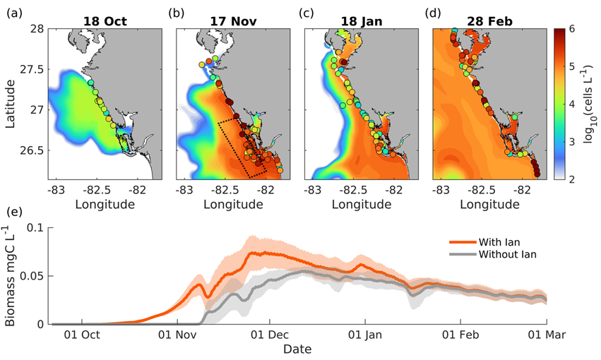 Heat-map colors show model predictions of K. brevis spread and density post-hurricane, while colored circles represent field counts of algal cells (a-d). Below (e), the gray line represents the model’s prediction of a K. brevis bloom without the influence of Hurricane Ian, while the higher orange line shows its prediction of the bloom that includes the storm’s influence.
