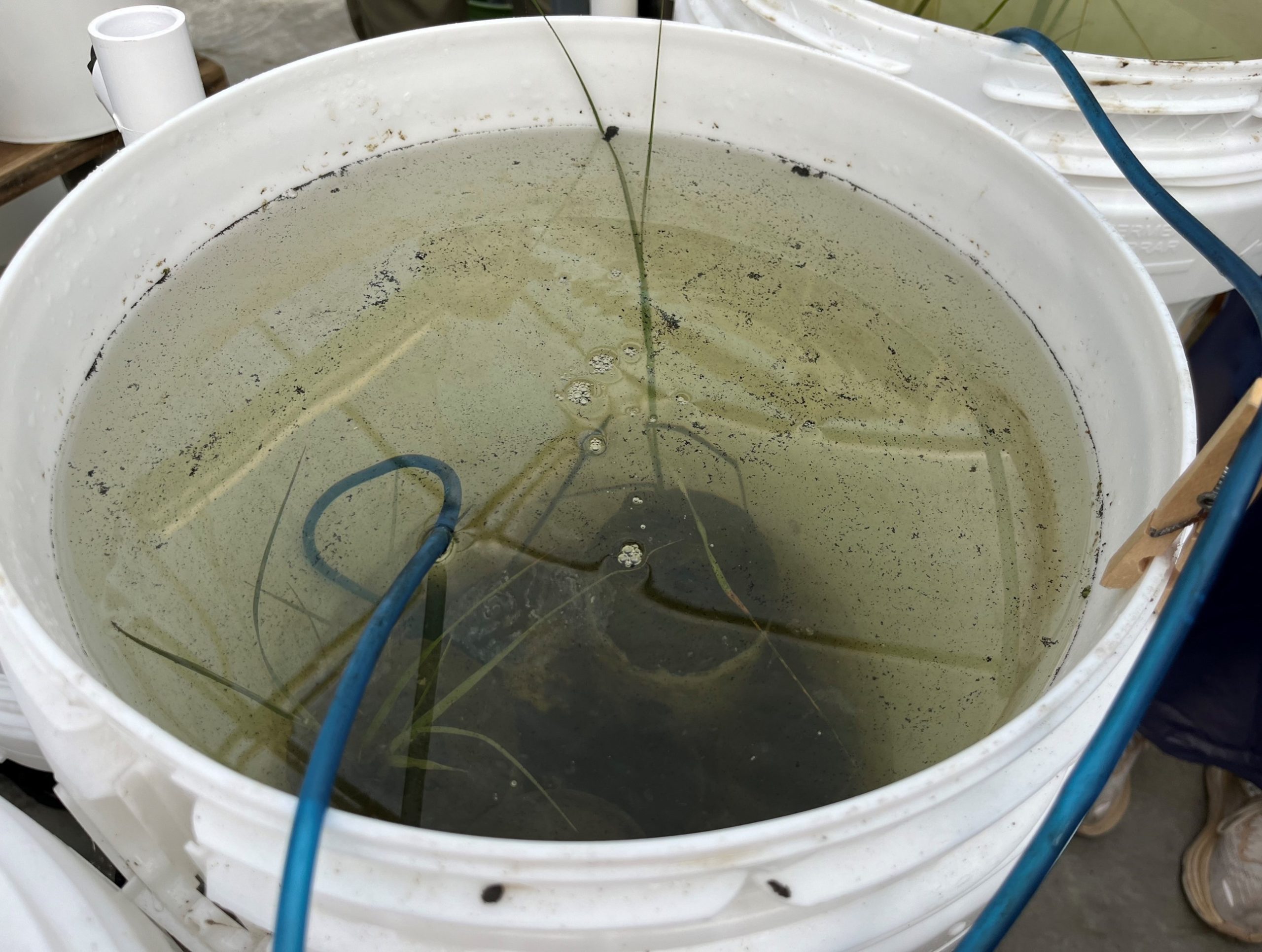 Bucket filled with water with marsh grass in the bottom