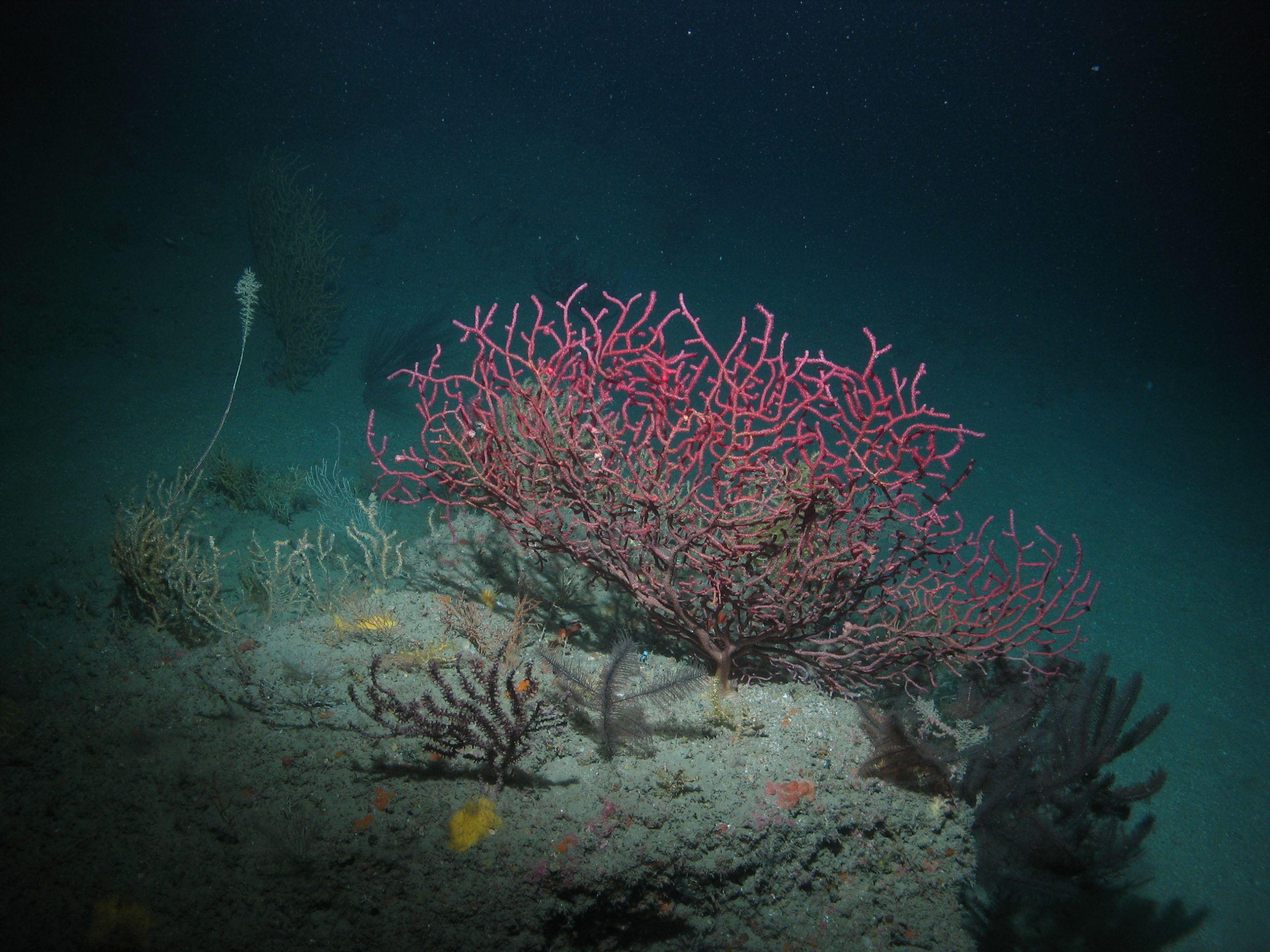 pink, branching coral in dark water