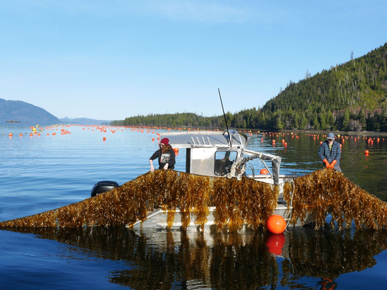 Alaska aquaculture in practice — Seagrove Kelp Co. farm in Doyle Bay, Alaska.