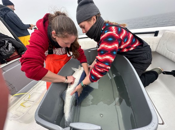 Two women on a boat work on a fish that is upside down in a tub full of water.