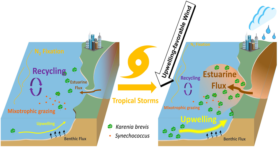 Diagram of the ways that hurricanes may create ideal conditions for algae to grow