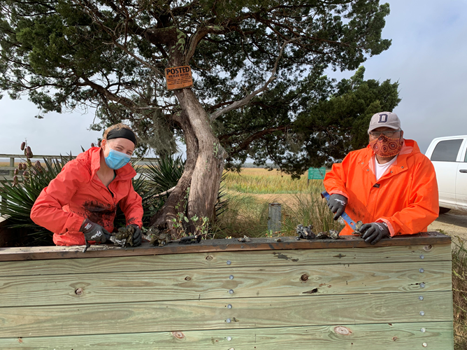 two people break up oyster clusters on a wooden fence