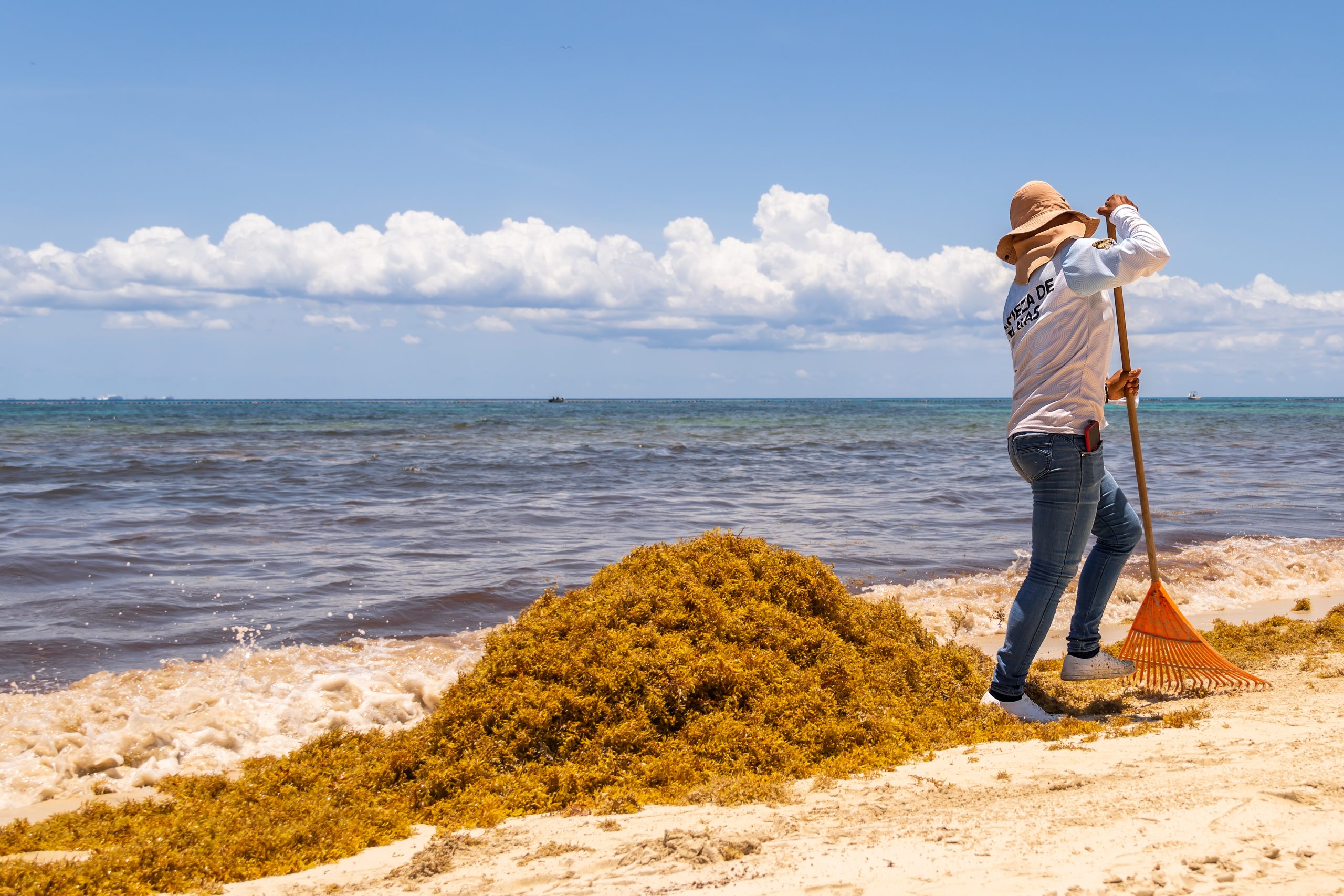 Woman worker raking sargassum seaweed marine plant. Extreme work under the sun.