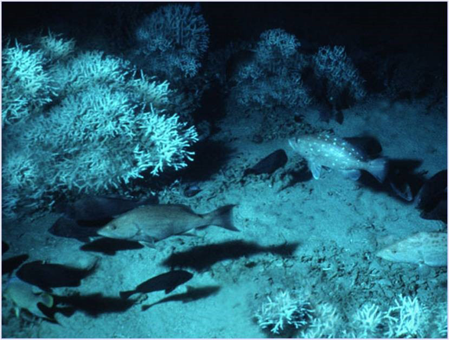 White, branching coral with fish swimming around
