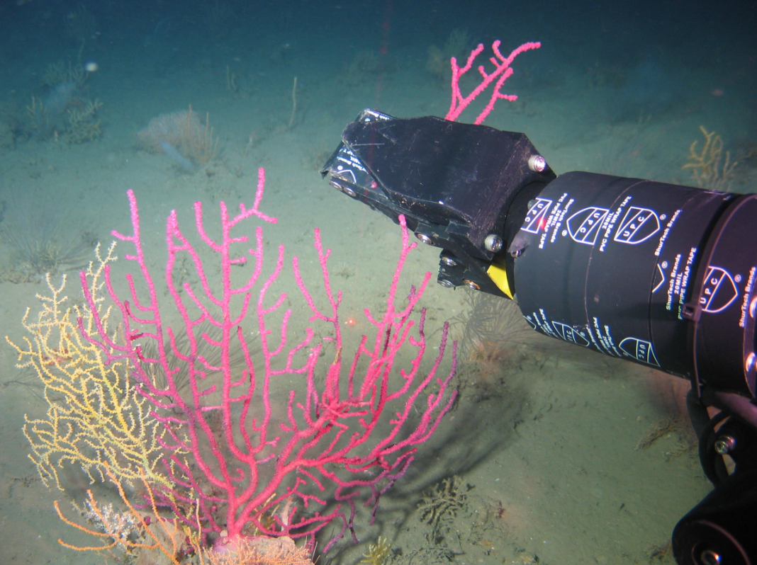 The ROV Beagle collects a sample of Thesea nivea coral