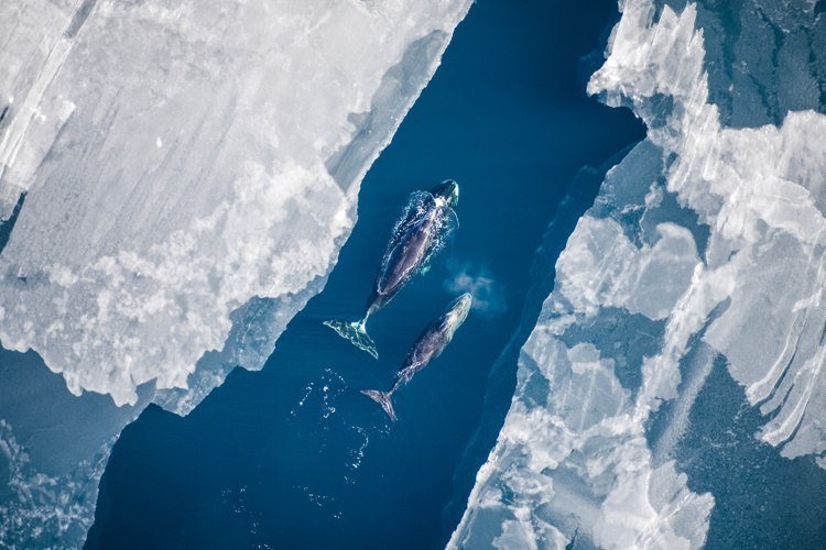 Two bowhead whales travel through an Arctic ice channel.