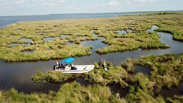 marsh-food-web-research-informs-coastal-land-restoration-efforts-in