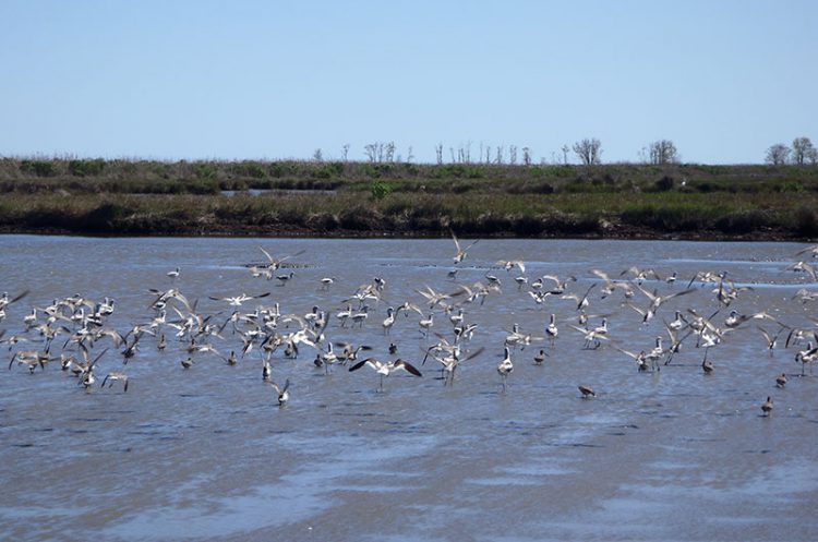 A landscape of groups of shorebirds using restored wetlands.