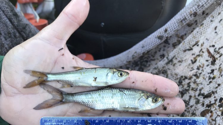 A person holds two small fish in their hand.