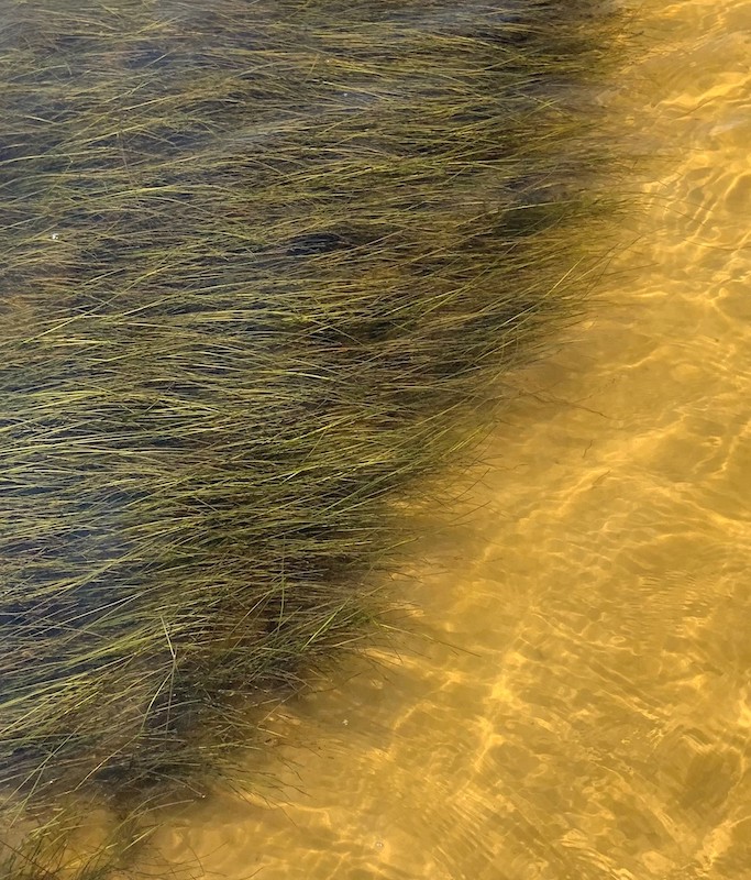 A seagrass bed near the Pensacola and Perdido Bay Estuary Program, composed of Halodule wrightii.