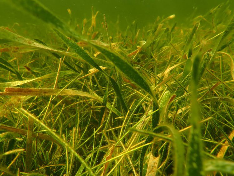 An image of a mixed species seagrass bed in Florida