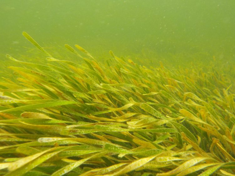 A photo of seagrasses