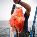 A man holds up a half-eaten red snapper as an example of depredation.