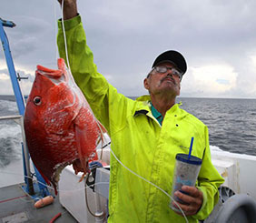 A man holds up a half-eaten red snapper as an example of depredation.