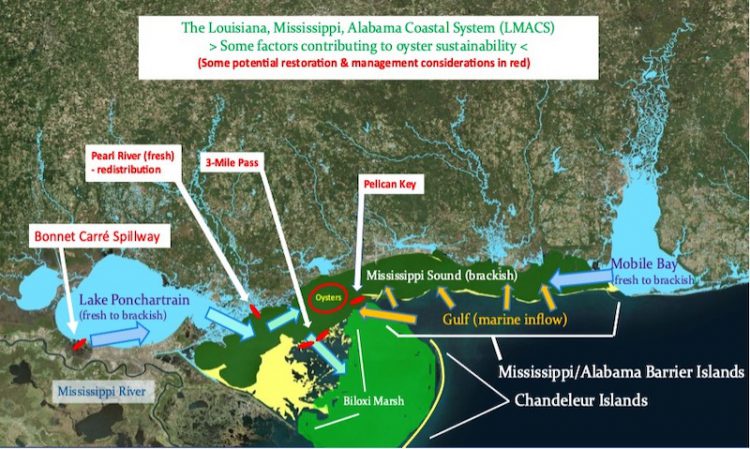 A graphic displaying factors that contribute to oyster sustainability in the Louisiana, Mississippi, Alabama Coastal System