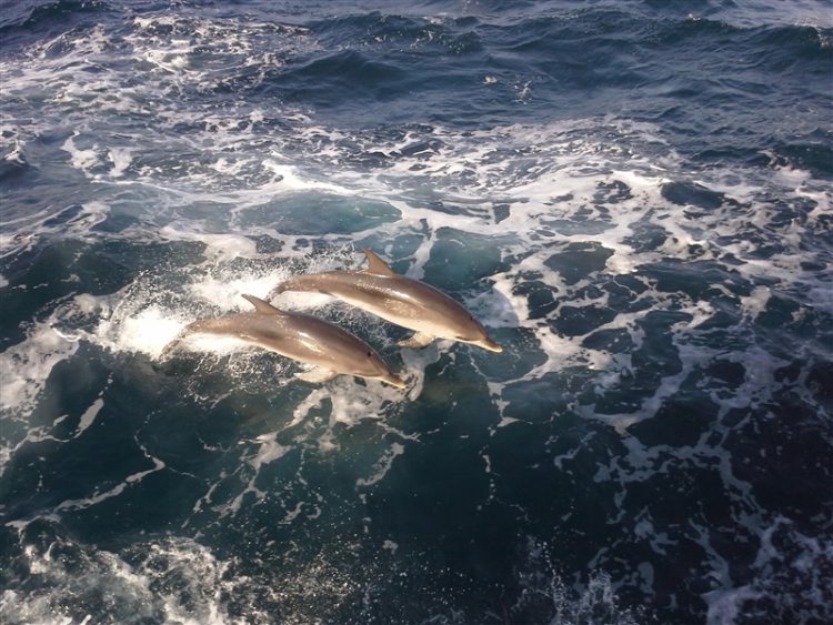 Bottlenose dolphins in the Gulf of Mexico