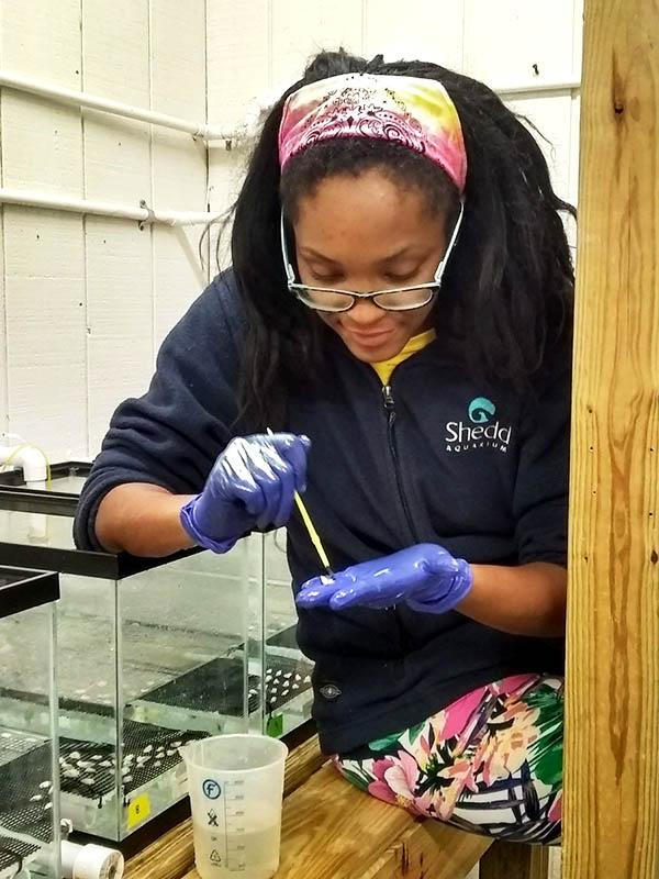 Kassey Trahanas, an intern with the project, cleaning an oyster.