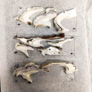 Trace metal signatures are collected in oyster shells from Louisiana, Mississippi, and Alabama to determine what areas were impact by the Deepwater Horizon oil spill in 2010.