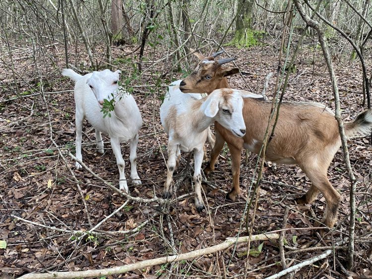 Goats grazing in coastal uplands