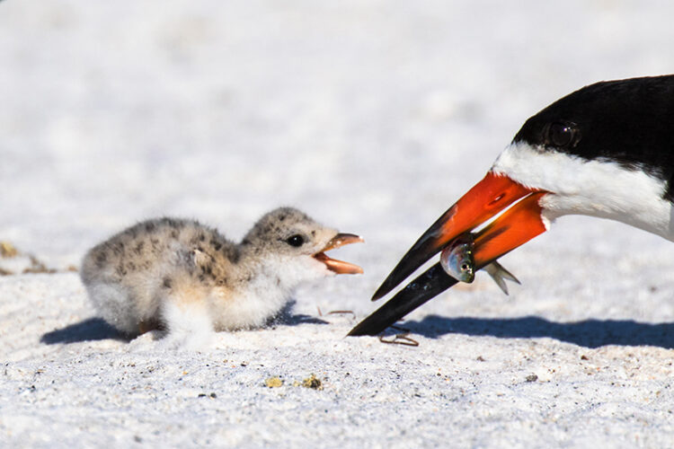 Black skimmer chick.