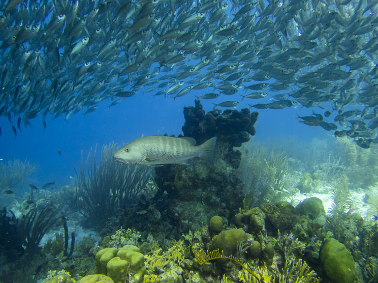 A cubera snapper swimming above a coral reef, underneath a school of small fish.