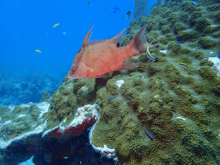 A hogfish swimming above a coral reef. It is pink and has a long dorsal fin toward the front of its body.