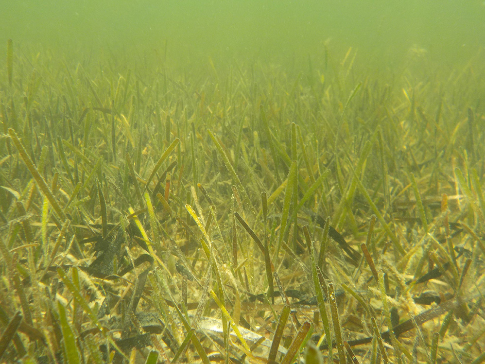 Restoring Seagrass Beds - Ocean Conservation Trust — The Marine Diaries