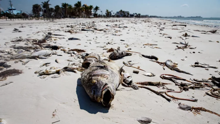 Dead fish on shoreline