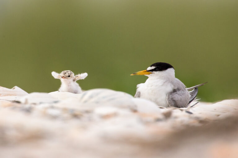 Least tern adult and chick.