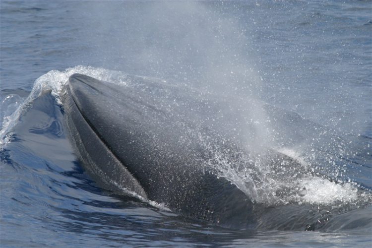 Bryde's Whale